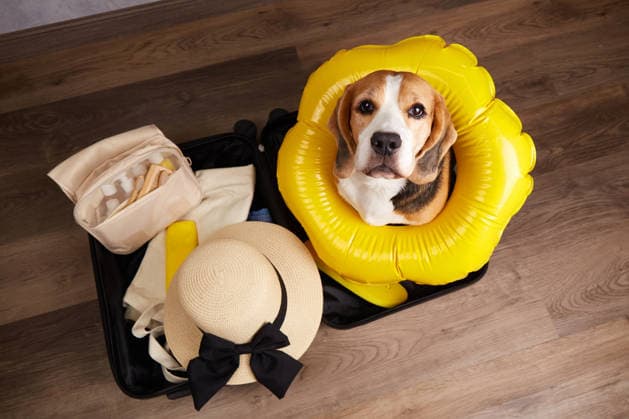 Ein Beagle sitzt in einem Koffer voller Sachen und einem Schwimmring und macht sich bereit für einen Sommerurlaub am Meer. Ein Beagle sitzt in einem Koffer voller Sachen und einem Schwimmring und macht sich bereit für einen Sommerurlaub am Meer. (License=RF) Copyright: xZoonar.com ViktoryaxxTelminovax 24858413