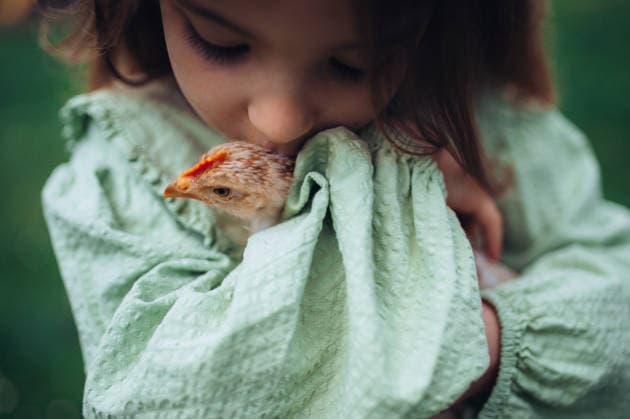 Child gently holding baby chicken, playing in garden during spring. Child gently holding baby chicken, playing in garden during spring day. model released