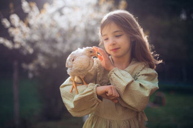 Girl holding young chicken in hands during springtime in garden. Young girl holding young chicken in hands during springtime in garden. model released