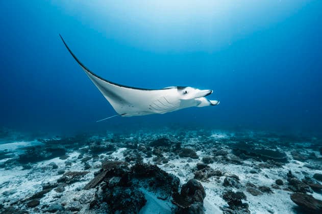 Manta ray at the Indian Ocean in the southern Maldives Addu City, Addu City, Maldives CR_THHE260417B-1979373-01