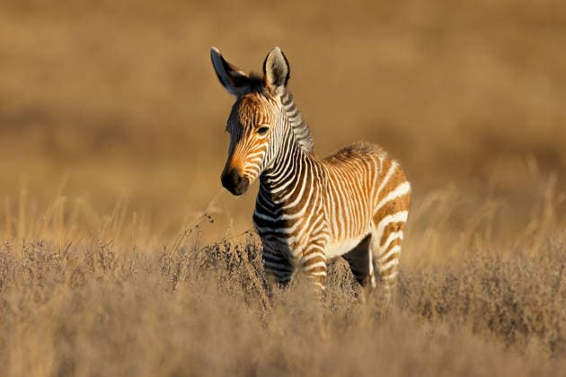 Creative Highlights World Fohlen eines Kap-Bergzebras in seinem natürlichen Lebensraum ? Südafrika A young Cape mountain zebra (Equus zebra) foal in natural habitat, Mountain Zebra National Park, South Africa (License=RF) Copyright: xZoonar.com NicoxSmitx 24872197