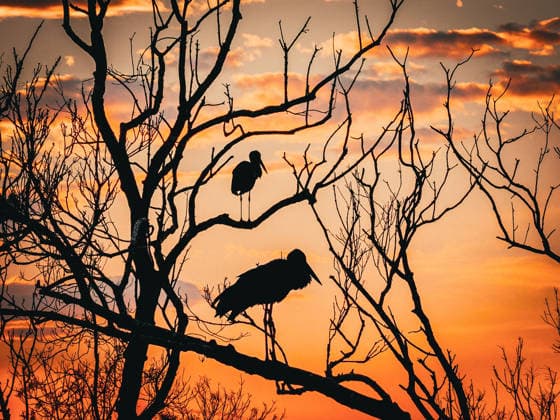 Creative Highlights World Birds of Kizilirmak Delta in Samsun, Turkiye SAMSUN, TURKIYE - APRIL 04: Storks perch on tree branches at the Kizilirmak Delta in Samsun, Turkiye on April 04, 2026. Listed on the UNESCO World Heritage Tentative List, the delta provides feeding and breeding grounds for hundreds of bird species and draws nature enthusiasts year-round with its changing landscape. Murat Bakmaz Anadolu Samsun Turkey. Editorial use only. Please get in touch for any other usage.  Copyright: x2026xAnadoluxMuratxBakmazx