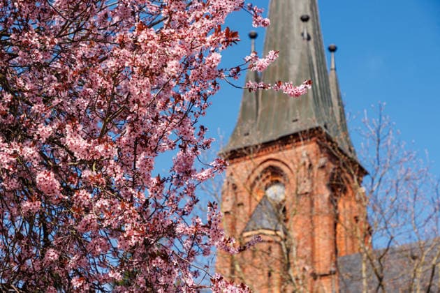20.04.2026 - Hinter der Christuskirche in Torgelow blüht die Pfirsichblüte auf dem Spielplatz Torgelow Mecklenburg-Vorpommern Deutschland *** 20 04 2026 Behind the Christuskirche in Torgelow the peach blossom blooms on the playground Torgelow Mecklenburg Vorpommern Germany