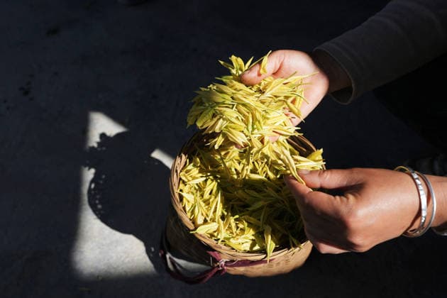 (260420) -- BEIJING, April 20, 2026 -- A tea picker displays freshly picked tea leaves at a tea planting base of Yangjiazhai Village of Qujiang Town, Enshi Tujia and Miao Autonomous Prefecture of central China s Hubei Province, April 16, 2026. (Photo by Xinhua) CHINA-TEA-HARVEST (CN) LixWeijun 