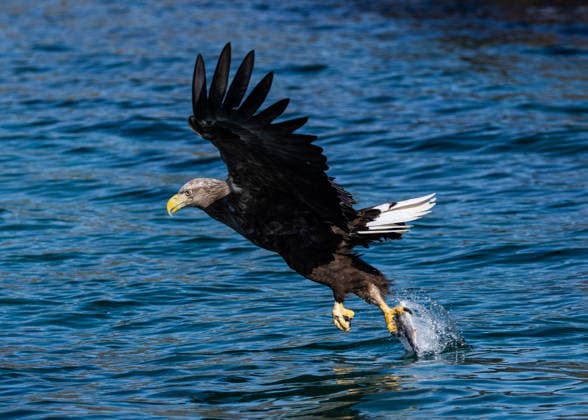 White-tailed eagle Svolvaer, Norway, 16.04.2026: White-tailed eagle. *** White tailed eagle Svolvaer, Norway, 16 04 2026 White tailed eagle
