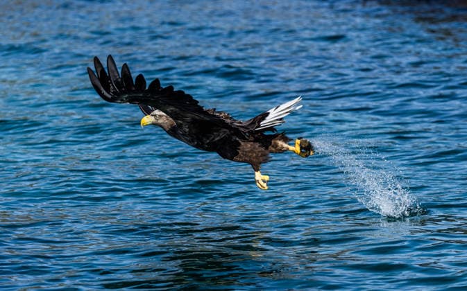 Creative Highlights World White-tailed eagle Svolvaer, Norway, 16.04.2026: White-tailed eagle. *** White tailed eagle Svolvaer, Norway, 16 04 2026 White tailed eagle
