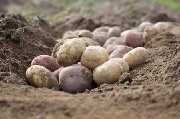 Frisch geerntete Kartoffeln auf einem Acker, die erdige Wurzeln und eine natürliche Bodenumgebung zeigen, als Symbol für ökologischen Landbau, Nachhaltigkeit und landwirtschaftliche Lebensweise. Freshly harvested potatoes exposed in a farm field, showing earthy roots and natural soil environment, symbolizing organic farming, sustainability, and agrarian lifestyle. (License=RF) Copyright: xZoonar.com NerijusxLiobex 24208728