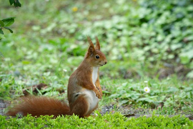Humorvolles Foto eines roten Eichhörnchens (Sciurus vulgaris), das aufrecht sitzt und die Pfoten wie zum Gebet zusammenhält auf dem Melaten Friedhof. Einzigartiges Naturfoto *** Humorous Photo one Red Squirrel Sciurus vulgaris , the upright sits and the Paws like to Prayer together at the Melaten Cemetery Unique Nature photo 1133502389