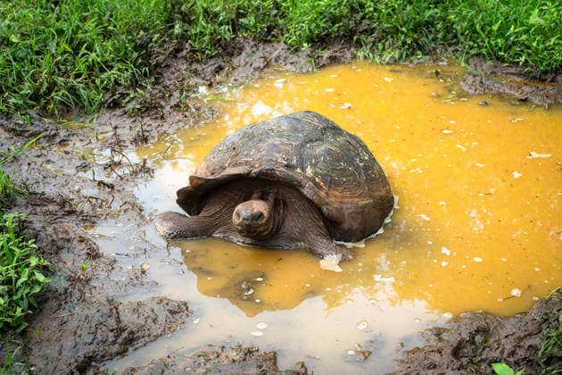 Galapagos-Riesenschildkröte in den Feuchtgebieten der Insel Santa Cruz, Ecuador A Galapagos giant tortoise rests in the wetlands of Santa Cruz Island, Ecuador (License=RF) Copyright: xZoonar.com LaurentxDavoustx 24888316