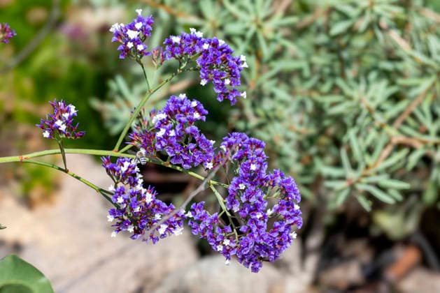 Hoeckeriger Strandflieder (Limonium tuberculatum), Bluetenstand, Kanaren, Gran Canaria, Maspalomas Sea lavender (Limonium tuberculatum), inflorescence, Canary Islands, Gran Canaria, Maspalomas BLWS746176 *** Hoeckeriger Beach lilac Limonium tuberculatum , Flower stand, Canary Islands, Gran Canaria, Maspalomas Sea Lavender Limonium tuberculatum , inflorescence, Canary Iceland, Gran Canaria, Maspalomas BLWS746176 Copyright: xblickwinkel M.xWoikex