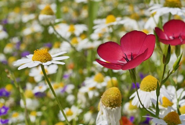 Creative Highlights World At the Biblioteca degli Alberi park in Milan, the first splendid spring blooms appear in the vast meadows.  Copyright: xLucaxPontix xipa-agency.netx xx IPA_Agency_IPA74118799