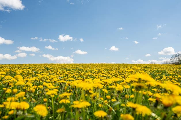 Die Sonne scheint über einer Wiese bei Rottweil, auf der Löwenzahn blüht. Rottweil Baden-Württemberg Deutschland *** The sun shines over a meadow near Rottweil, where dandelions are in bloom Rottweil Baden Württemberg Germany