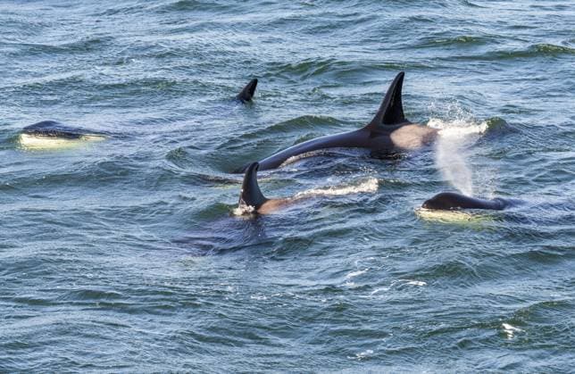 Gruppe von fünf Orcawalen, die zwischen den San Juan Inseln in der Salish See vor Anacortes in Washington schwimmen Pod of five orca whales swimming among the San Juan Islands in Salish Sea off Anacortes in Washington Copyright: imageBROKER StevenxHeap ibxiqx17272446.jpg