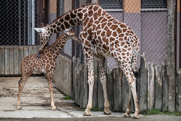 A baby of reticulated giraffe (Giraffa reticulata), left, in an outdoor enclosure at the Safari Park Dvur Kralove nad Labem, Czech Republic, on April 21, 2026. (CTKxPhoto DavidxTanecek) CTKPhotoP2026042105549  CTKPhotoP2026042105549