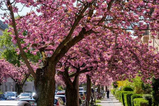 Blühende Japanische Zierkirschbäume in der Ribbecker Straße in Berlin-Friedrichsfelde. *** Flowering Japanese ornamental cherry trees in Ribbecker Strasse in Berlin Friedrichsfelde