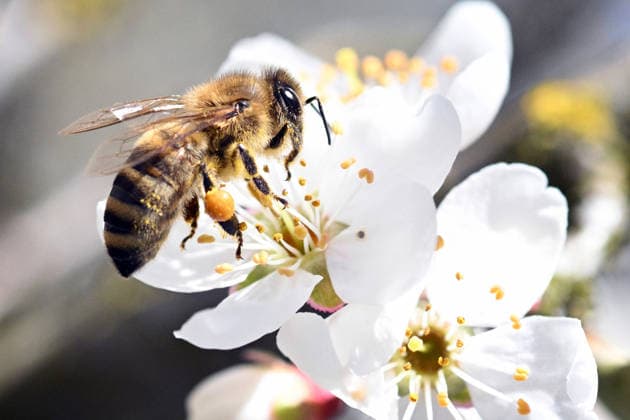 April 21, 2026, Turnov, Czech Republic: A diligent bee pollinates a wild cherry flower in the Bohemian Paradise Protected Landscape Area on a sunny day in April. Turnov Czech Republic  - ZUMAr156 20260421_aap_r156_003 Copyright: xSlavekxRutax
