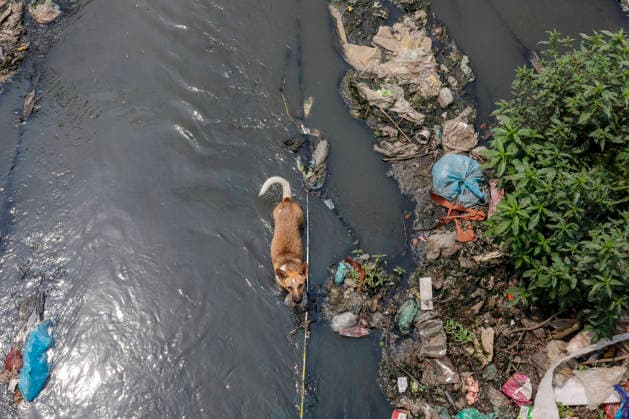 April 21, 2026, Dhaka, Bangladesh: Scorched by intense summer heat, a dog sits submerged in a polluted canal to find relief, at Hazaribag, in Dhaka, Bangladesh, on April 21 2026. Dhaka Bangladesh  - ZUMAh355 20260421_zip_h355_028 Copyright: xMd.xRakibulxHasanxRafiux