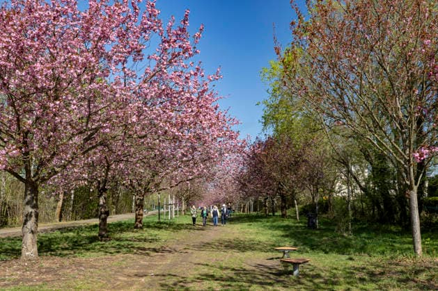 Kirschbaumblüte am Mauerweg, Berlin, 21.04.2026 Kirschblüten am ehemaligen Mauerstreifen zwischen dem Berliner Stadtteil Lichterfelde und Teltow, Berlin, 21.04.2026 < english> Cherry blossoms on the former Berlin Wall strip between the Berlin districts of Lichterfelde and Teltow, Berlin, April 21, 2026 Berlin Mauerweg Berlin Deutschland, Germany *** Cherry blossoms on the former Berlin Wall strip between the Berlin districts of Lichterfelde and Teltow, Berlin, April 21, 2026 Cherry blossoms on the former Berlin Wall strip between the Berlin districts of Lichterfelde and Teltow, Berlin, April 21, 2026 Berlin Mauerweg Berlin Germany, Germany Copyright: xPeterxEngelkex