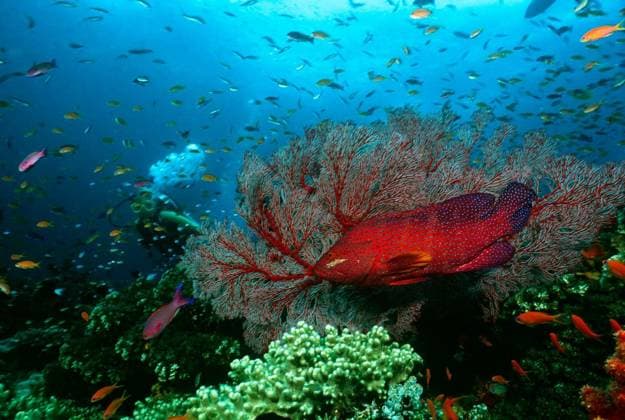 Scuba diver watching grouper and school of fish on coral reef model released Symbolfoto Copyright: xmoodboardx Panthermedia75360364.jpg