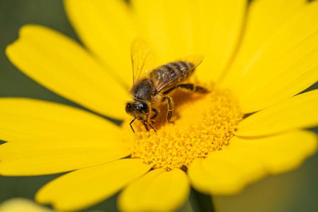 Eine Biene sammelt Pollen auf einer Kronen-Wucherblume in Nea Artaki auf der Insel Euboea. GREECE - EUBOEA - CHALKIDA - NEA ARTAKI