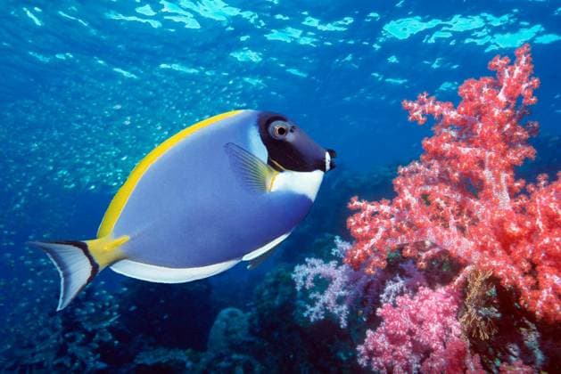 Blue Tang on coral reef Copyright: xmoodboardx Panthermedia75371720.jpg
