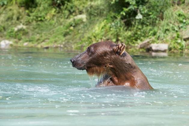 Grizzly brown bear swimming in river Copyright: xmoodboardx Panthermedia75374710.jpg