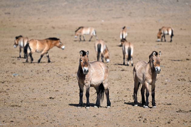 (260422) -- CHANGJI, April 22, 2026 -- This photo taken on April 22, 2026 shows Przewalski s horses in the Kalamaili Nature Reserve in northwest China s Xinjiang Uygur Autonomous Region. A total of 30 Przewalski s horses were successfully reintroduced to the Kalamaili Nature Reserve on Wednesday after completing rewilding training. The Przewalski s horse, a globally endangered species under first-class national protection in China, was once extinct in the wild within the country. In 1985, China launched a reintroduction program, bringing the horses back from abroad and establishing a Przewalski s horse breeding base in Xinjiang. After more than 40 years of scientific protection, breeding and rewilding efforts, the number of wild and 