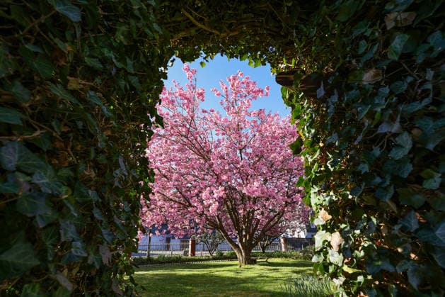 Ein erneut traumhafter Fruehlingsmorgen (Frühlingsmorgen) im Siegerland. Die Sonne scheint. Kirschbluete (Kirschblüte) in einem Garten in Siegen-Oberschelden. Fruehling (Frühling) im Siegerland am 23.04.2026 in Siegen Deutschland. *** Another beautiful spring morning Spring morning in Siegerland The sun is shining Cherry blossom Cherry blossom in a garden in Siegen Oberschelden Spring in Siegerland on 23 04 2026 in Siegen Germany