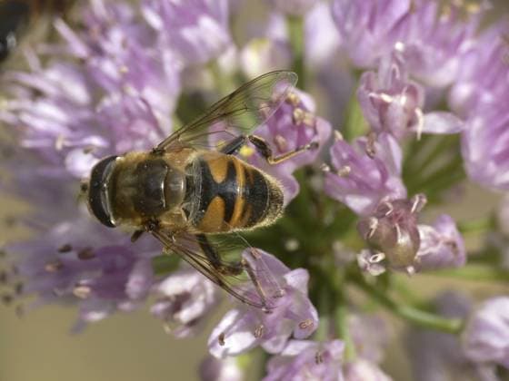 Eristalis tenax, Mistbiene, Schwebfliegen-Art auf Allium nutans, Nickender Lauch Eristalis tenax, dung bee, hoverfly species on Allium nutans, nodding leek Copyright: imageBROKER LotharxHinz ibxiqx17356207.jpg