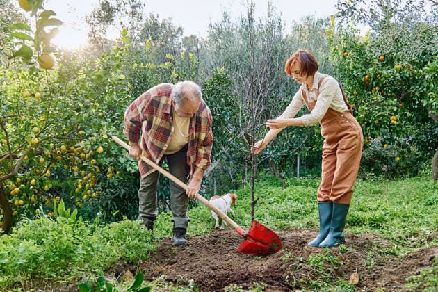 Couple gardening together planting a young tree in home garden model released, Symbolfoto property released, CATF00904