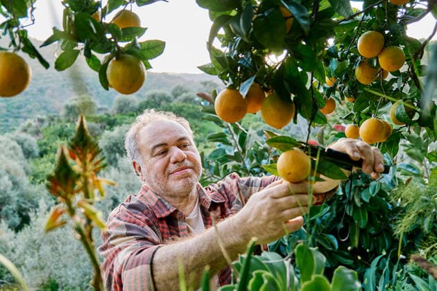 Man harvesting oranges in a Mediterranean home garden model released, Symbolfoto, CATF00907