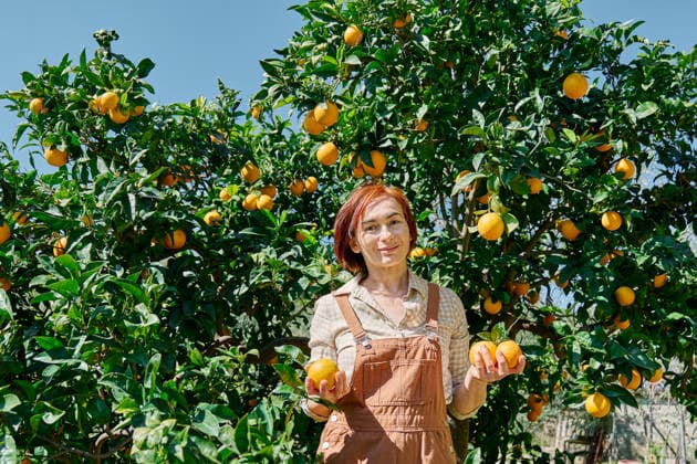 Woman harvesting fresh oranges from orange tree in sunny home garden model released, Symbolfoto, CATF00918