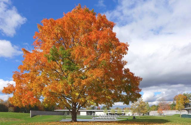 Zuckerahorn, Zucker-Ahorn (Acer saccharum), Solitaer in grosser Parkanlage, USA, Neuengland rock maple, sugar maple (Acer saccharum), single tree in a park, USA, Neuengland BLWS742903 *** Sugar maple, Sugar Maple Acer Saccharum , solitaer in Big park, USA, New England Rock maple, Sugar Maple Acer Saccharum , Single Tree in a park, USA, New England BLWS742903 Copyright: xblickwinkel M.xHenningx
