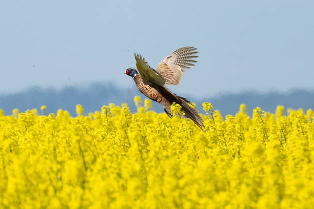 April 23, 2026, Frankfurt, Hesse, Germany: A pheasant flies over a rapeseed field in Frankfurt, Germany. Frankfurt Germany  - ZUMAb332 20260423_zip_b332_028 Copyright: xMatiasxBasualdox