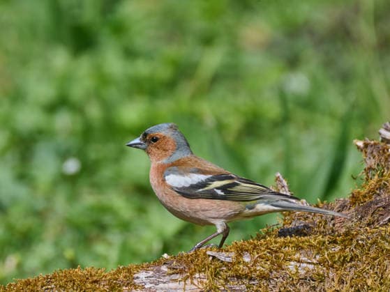 Buchfink Buchfink (License=RF) Copyright: xZoonar.com SIEGMARxTYLLAx 24895014