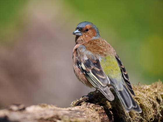 Buchfink Buchfink (License=RF) Copyright: xZoonar.com SiegmarxTyllax 24895122
