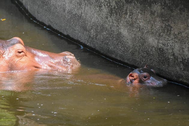 April 23, 2026, Chiang Mai, Thailand: A baby hippopotamus swims alongside its mother inside an enclosure at Chiang Mai Zoo in Chiang Mai, Thailand, April 23, 2026. The newborn hippopotamus, born on April 14, 2026, is the offspring of a male named Veerachon and a female named Mayom. Thailand  - ZUMAs197 20260423_aaa_s197_119 Copyright: xPongmanatxTasirix