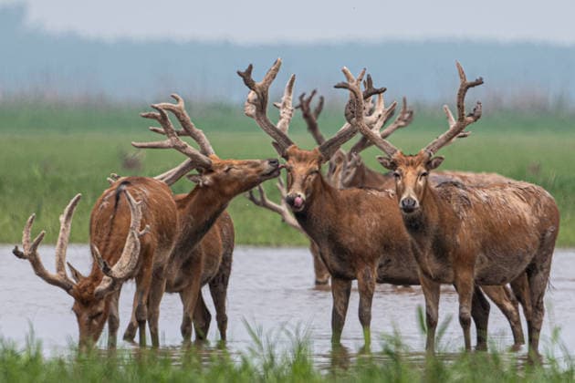 (260424) -- SHISHOU, April 24, 2026 -- This photo taken on April 24, 2026 shows milu deer at Shishou Milu Deer National Nature Reserve in central China s Hubei Province. Close to the Yangtze River, the Shishou Milu Deer National Nature Reserve has a complete wetland ecosystem and vast pastureland, which is an ideal habitat for milu deer. After years of efforts by protectors and continuous improvement of the local ecological environment, the population of milu deer at the nature reserve has reached 2,901 by the end of 2025. ) (EcoChina)CHINA-HUBEI-SHISHOU-MILU DEER (CN) WuxZhizun 