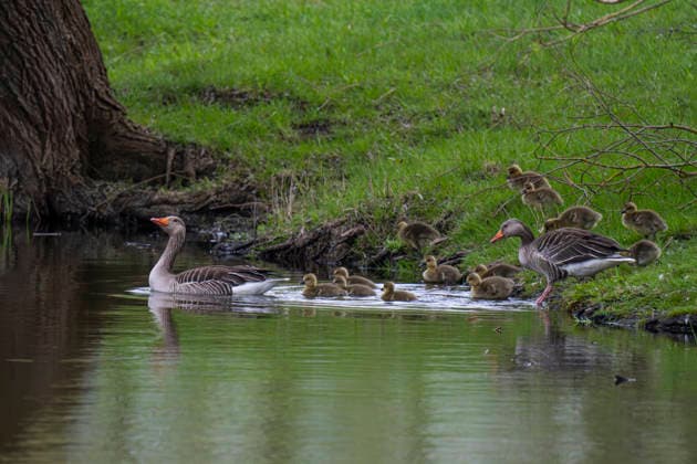 Graugänse (Anser anser) mit Nachwuchs im Mühlensee in Vehlefanz (Landkreis Oberhavel) im Landschaftsschutzgebiet Nauen-Brieselang-Krämer. *** Greylag geese Anser anser with offspring in the Mühlensee in Vehlefanz district of Oberhavel in the Nauen Brieselang Krämer nature reserve