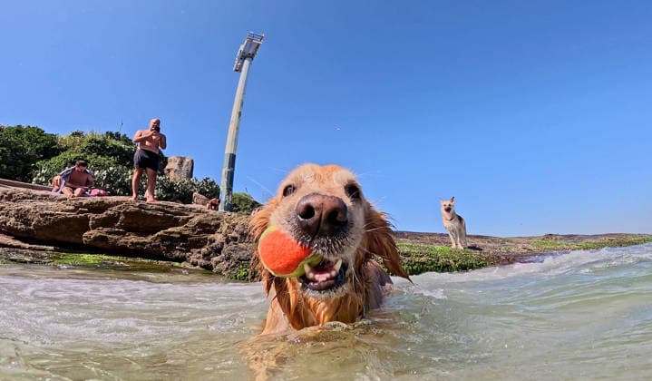 April 24, 2026, Rio De Janeiro, Rio De Janeiro, Brazil: A Golden Retriever moves through the clear Atlantic shallows at Arpoador Beach, retrieving a tennis ball as waves break around him on a quiet Friday in Rio de Janeiro. Beachgoers look on from the rocks and beach as the dog takes in the warm, sunlit surf. Rio De Janeiro Brazil - ZUMAk251 20260424_znp_k251_004 Copyright: xBobxKarpx