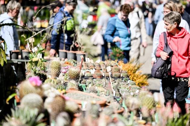 Pflanzenraritätenmarkt im Grugapark ** NUR FÜR REDAKTIONELLE ZWECKE ** EDITORIAL USE ONLY **<p>Pflanzenraritätenmark am Samstag, 25. April 2026 im Grugapark in Essen. Hier präsentieren und verkaufen wieder Pflanzensammlerinnen und -sammler ihre Schätze. Die Märkte haben sich laut Stadt zu bundesweit etablierten Veranstaltungen entwickelt, die auch Interessierte aus dem Ausland anziehen. Deutschland NRW Essen Copyright: VladimirxWegener *** Plant rarities market in Grugapark FOR EDITORIAL PURPOSES ONLY EDITORIAL USE ONLY p Plant rarities market on Saturday, April 25, 2026 in Grugapark in Essen Here, plant collectors will once again present and sell their treasures According to the city, the markets have developed into nationally esta Copyright: VladimirxWegener doc85klyab85k8lnuo5kox ,EDITORIAL USE ONLY