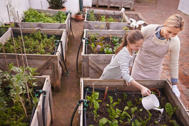Healthy living through organic gardening. a family gardening together (License=RF) ,model released, Symbolfoto  Copyright: xZoonar.com YurixArcursx 19110766 ,model released, Symbolfoto ,property released