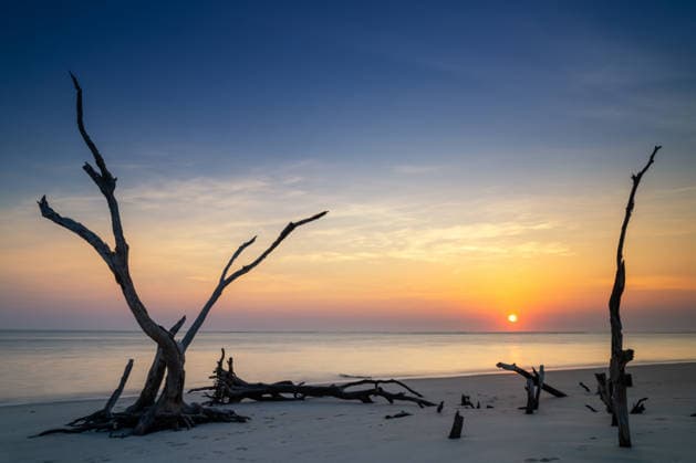 Creative Highlights World Erodierter Küstenwald und Strand mit farbenprächtigem Himmel und der über dem Meer aufgehenden Sonne eroded maritime forest and beach with colourful sky and the sun rising over the ocean at Folly Beach (License=RF) Copyright: xZoonar.com NandoxLardix 24940998