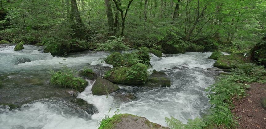 Lush green mountain stream flowing through forest in summer Yakushima, Kagoshima, Japan R_EYUC260424B-2004836-01