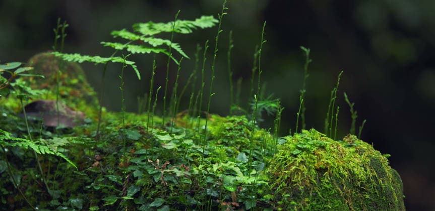 Green ferns and moss growing on a forest rock in a summer landscape Yakushima, Kagoshima, Japan R_EYUC260424B-2004848-01