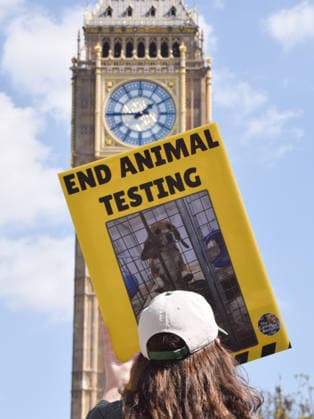 April 27, 2026, London, England, United Kingdom: Activists opposed to animal experiments gather in Parliament Square as the government debates an e-petition calling for an end to testing on dogs and other animals for the development of products. The protesters include activists from Camp Beagle, who have been campaigning to close down the MBR Acres dog breeding facility which supplies beagles for use in laboratory experiments. London United Kingdom - ZUMAv130 20260427_zip_v130_053 Copyright: xVukxValcicx
