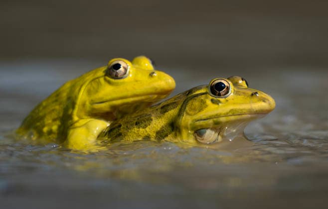 Creative Highlights World Nahaufnahme eines Indischen Ochsenfrosches (Hoplobatrachus tigerinus) im Wasser. Nahaufnahme eines Indischen Ochsenfrosches (Hoplobatrachus tigerinus) im Wasser. (License=RF) Copyright: xZoonar.com MojahidxMottakinx 24954982