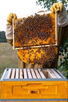 Frischer Honig auf Rahmen, Bienen arbeiten, manuelle Entfernung von Imker, Nahaufnahme, Inspektion von Nektar, Qualitätsfokus, gesunde Kolonie, ländliche Bienenzucht, Bio-Apiary. Fresh honey on frame, bees working, manual removal by beekeeper, close-up, inspection of nectar, quality focus, healthy colony, rural beehive, organic apiary. (License=RF) Copyright: xZoonar.com OlgaxSimonovax 24955423