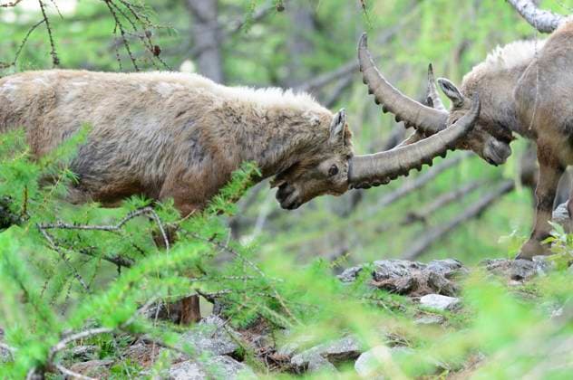 Steinbock Steinbock *** Capricorn Capricorn RECORD DATE NOT STATED