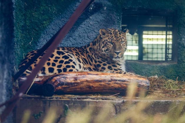 RUSSIA, MOSCOW - APRIL 27, 2026: A leopard is seen at the Moscow Zoo. Alisa Makarova TASS  91776882